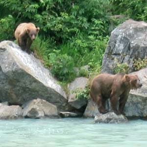 Grand Alaskan Adventure with Alaska Cruise