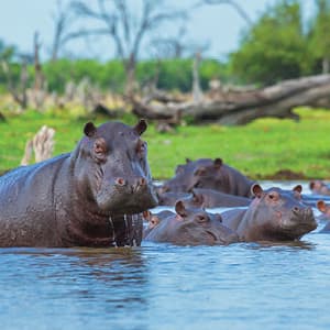 Independent South African Sojourn with Victoria Falls & Chobe National Park